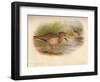 Buff-Breasted Sandpiper (Tringites rufescns), Bartrams Sandpiper (Bartramia longicauda), 1900, (1-Charles Whymper-Framed Giclee Print