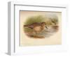 Buff-Breasted Sandpiper (Tringites rufescns), Bartrams Sandpiper (Bartramia longicauda), 1900, (1-Charles Whymper-Framed Giclee Print