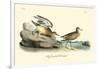 Buff breasted Sandpiper-John James Audubon-Framed Art Print