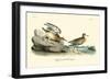 Buff breasted Sandpiper-John James Audubon-Framed Art Print