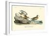 Buff breasted Sandpiper-John James Audubon-Framed Art Print