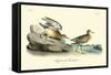 Buff breasted Sandpiper-John James Audubon-Framed Stretched Canvas