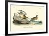 Buff breasted Sandpiper-John James Audubon-Framed Art Print