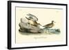 Buff breasted Sandpiper-John James Audubon-Framed Art Print