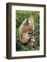 Buff-cheeked Gibbon, native to Laos, Vietnam, Cambodia-Adam Jones-Framed Photographic Print