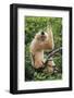 Buff-cheeked Gibbon, native to Laos, Vietnam, Cambodia-Adam Jones-Framed Photographic Print