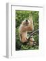 Buff-cheeked Gibbon, native to Laos, Vietnam, Cambodia-Adam Jones-Framed Photographic Print