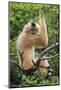Buff-cheeked Gibbon, native to Laos, Vietnam, Cambodia-Adam Jones-Mounted Photographic Print