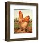 Buff. Cochin Cock-Cassell's Poultry Book-Framed Art Print