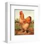 Buff. Cochin Cock-Cassell's Poultry Book-Framed Art Print