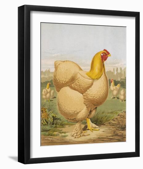 Buff Cochin Hen, "Blossom"-J^ W^ Ludlow-Framed Premium Giclee Print