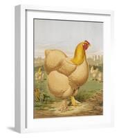 Buff Cochin Hen, "Blossom"-J^ W^ Ludlow-Framed Premium Giclee Print