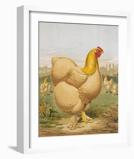 Buff Cochin Hen, "Blossom"-J^ W^ Ludlow-Framed Premium Giclee Print