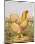 Buff Cochin Hen, "Blossom"-J^ W^ Ludlow-Mounted Premium Giclee Print
