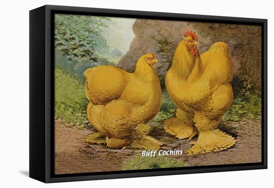 Buff Cochins-null-Framed Stretched Canvas