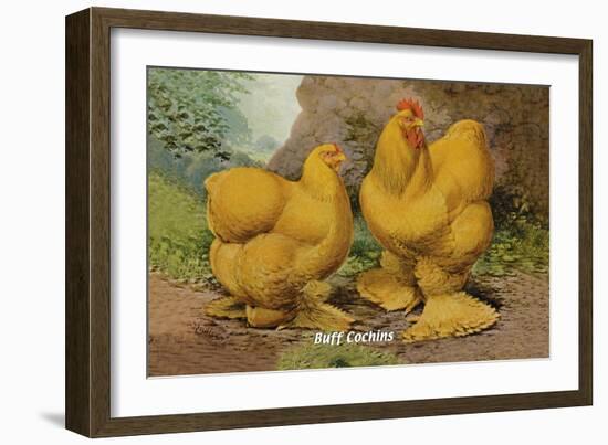 Buff Cochins-null-Framed Art Print