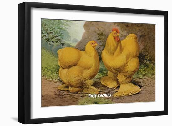 Buff Cochins-null-Framed Art Print