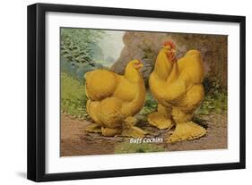 Buff Cochins-null-Framed Art Print