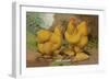 Buff Cochins-null-Framed Art Print