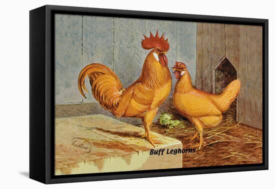 Buff Leghorns-null-Framed Stretched Canvas