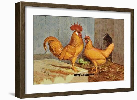 Buff Leghorns-null-Framed Art Print