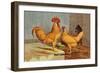 Buff Leghorns-null-Framed Art Print