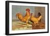 Buff Leghorns-null-Framed Art Print