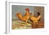 Buff Leghorns-null-Framed Art Print