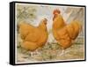 Buff Orpington Cock and Hen-null-Framed Stretched Canvas