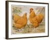 Buff Orpington Cock and Hen-null-Framed Art Print