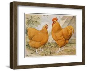 Buff Orpington Cock and Hen-null-Framed Art Print