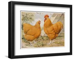 Buff Orpington Cock and Hen-null-Framed Art Print