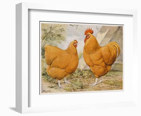 Buff Orpington Cock and Hen-null-Framed Art Print