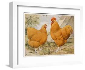 Buff Orpington Cock and Hen-null-Framed Art Print