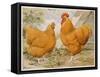 Buff Orpington Cock and Hen-null-Framed Stretched Canvas