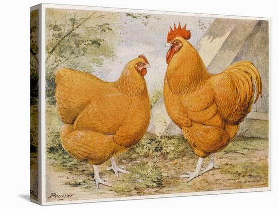 Buff Orpington Cock and Hen-null-Stretched Canvas