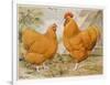 Buff Orpington Cock and Hen-null-Framed Art Print