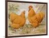 Buff Orpington Cock and Hen-null-Framed Art Print