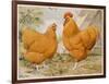 Buff Orpington Cock and Hen-null-Framed Art Print