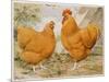 Buff Orpington Cock and Hen-null-Mounted Art Print