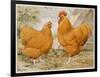 Buff Orpington Cock and Hen-null-Framed Art Print