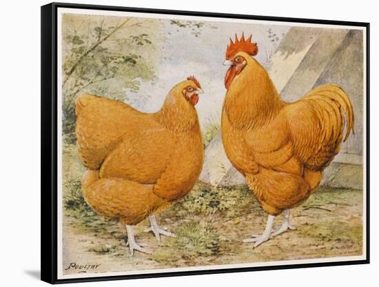 Buff Orpington Cock and Hen-null-Framed Stretched Canvas