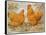 Buff Orpington Cock and Hen-null-Framed Stretched Canvas