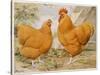 Buff Orpington Cock and Hen-null-Stretched Canvas