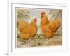 Buff Orpington Cock and Hen-null-Framed Art Print