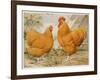 Buff Orpington Cock and Hen-null-Framed Art Print