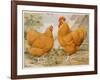 Buff Orpington Cock and Hen-null-Framed Art Print