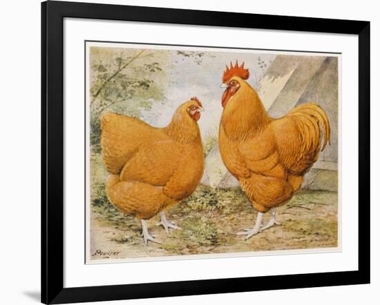 Buff Orpington Cock and Hen-null-Framed Art Print