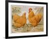 Buff Orpington Cock and Hen-null-Framed Art Print