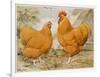 Buff Orpington Cock and Hen-null-Framed Premium Giclee Print